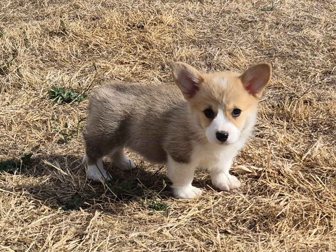 de Paline - Chiots disponibles - Welsh Corgi Pembroke