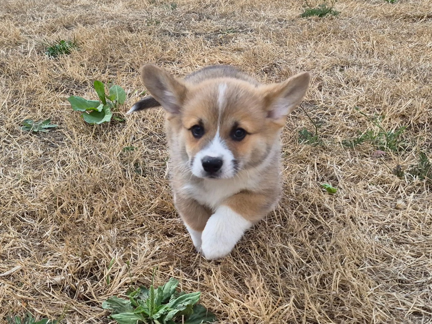 de Paline - Welsh Corgi Pembroke - Portée née le 28/05/2026