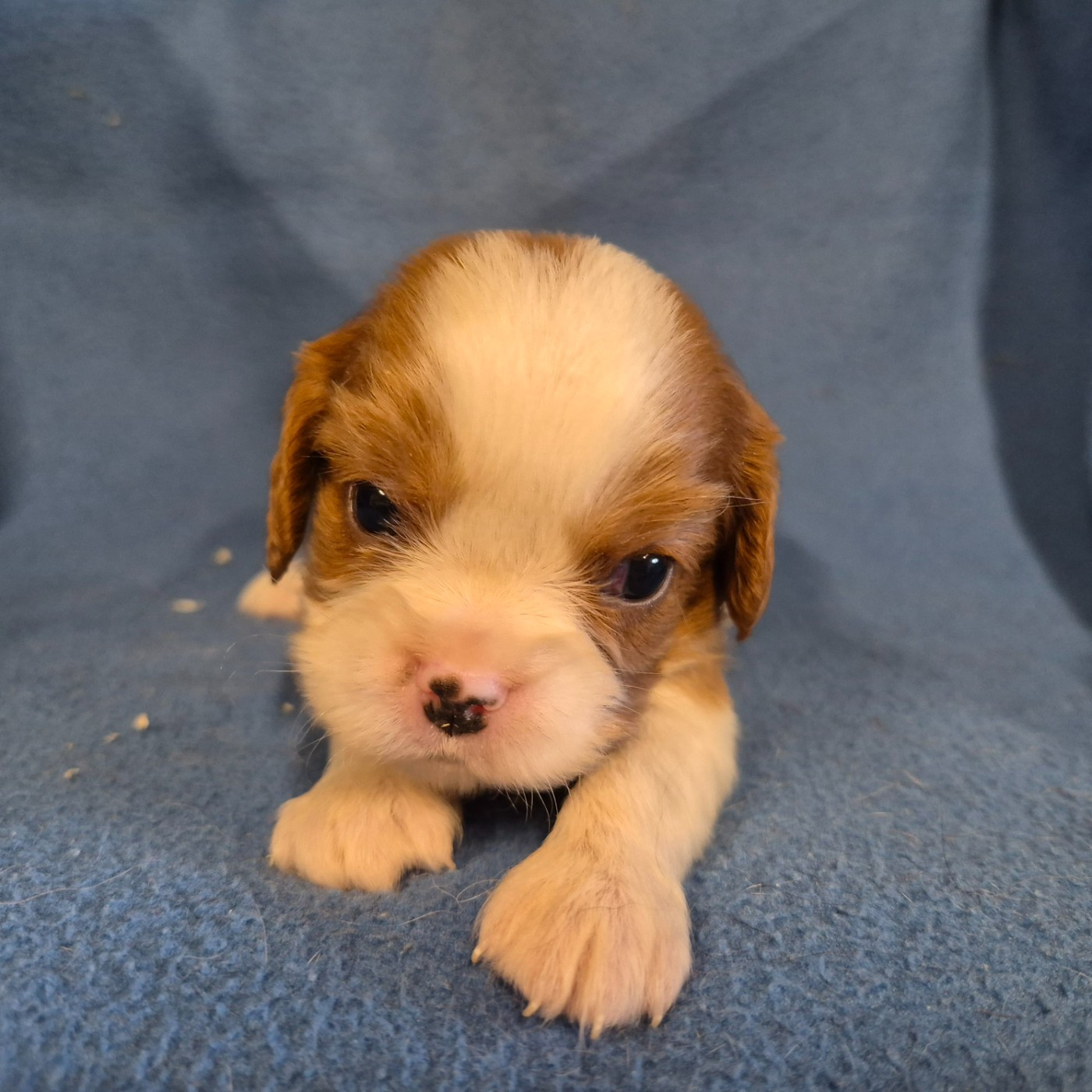 de Paline - Chiots disponibles - Cavalier King Charles Spaniel