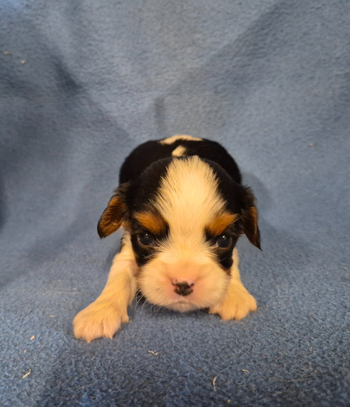 de Paline - Chiots disponibles - Cavalier King Charles Spaniel