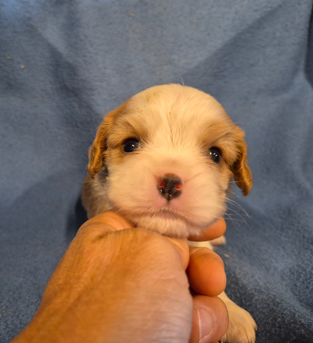 de Paline - Chiots disponibles - Cavalier King Charles Spaniel
