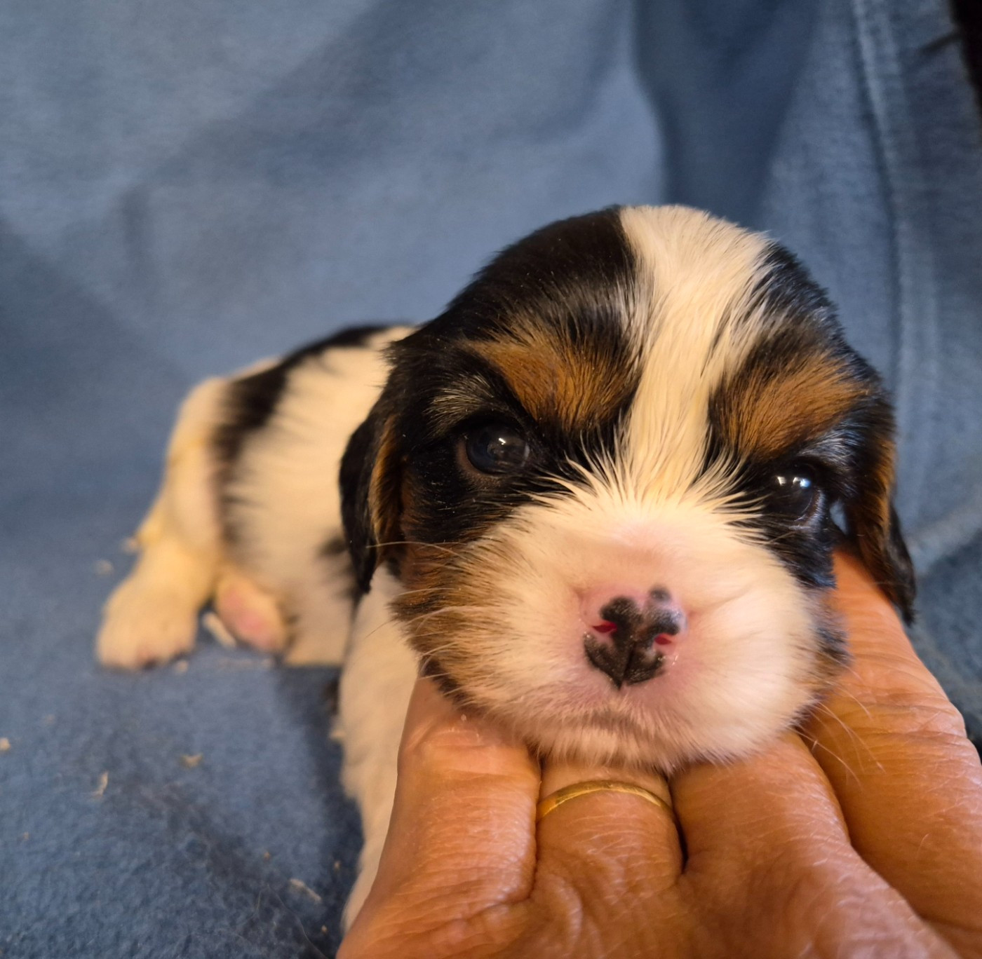 de Paline - Chiots disponibles - Cavalier King Charles Spaniel