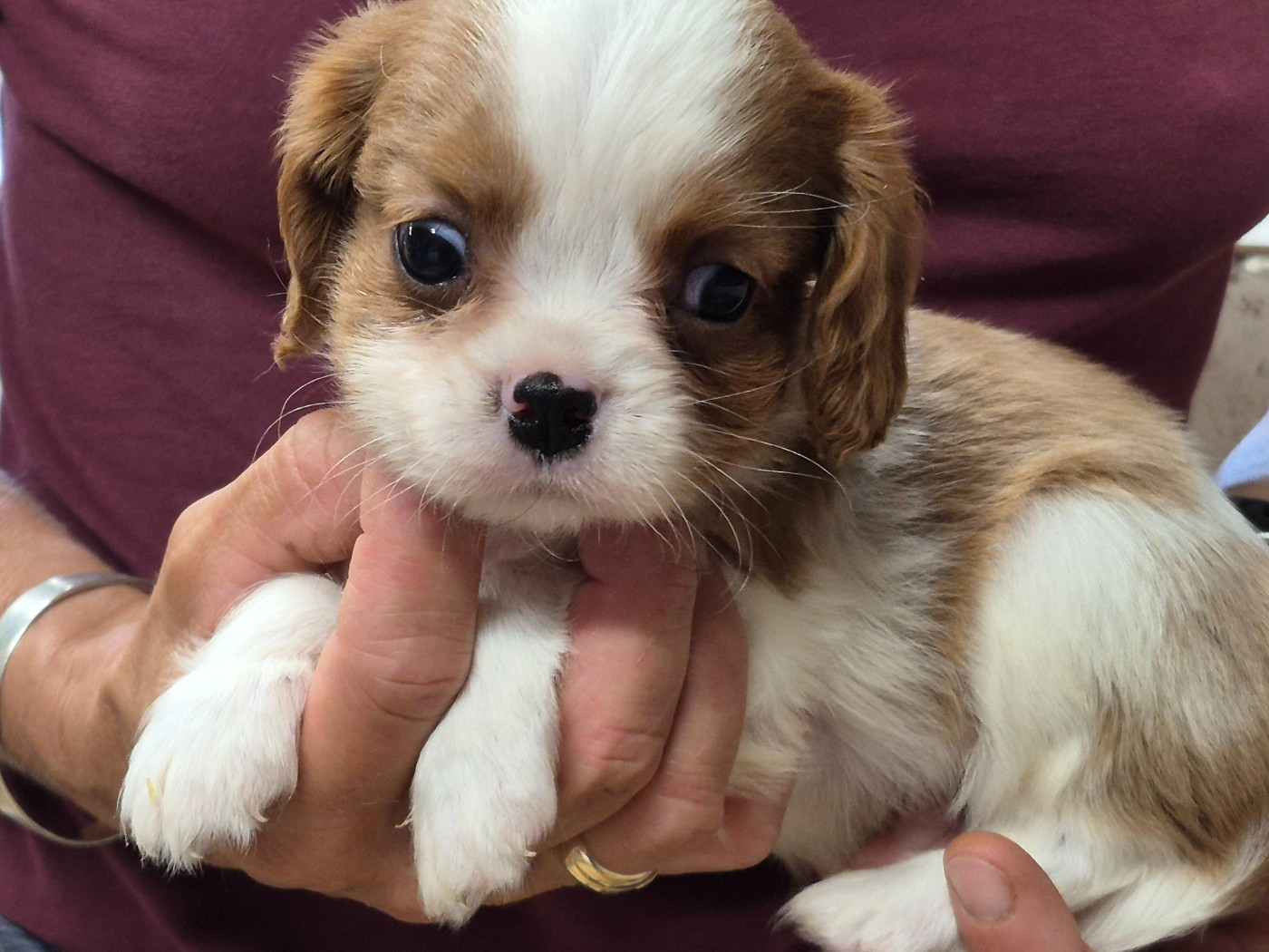 de Paline - Chiots disponibles - Cavalier King Charles Spaniel