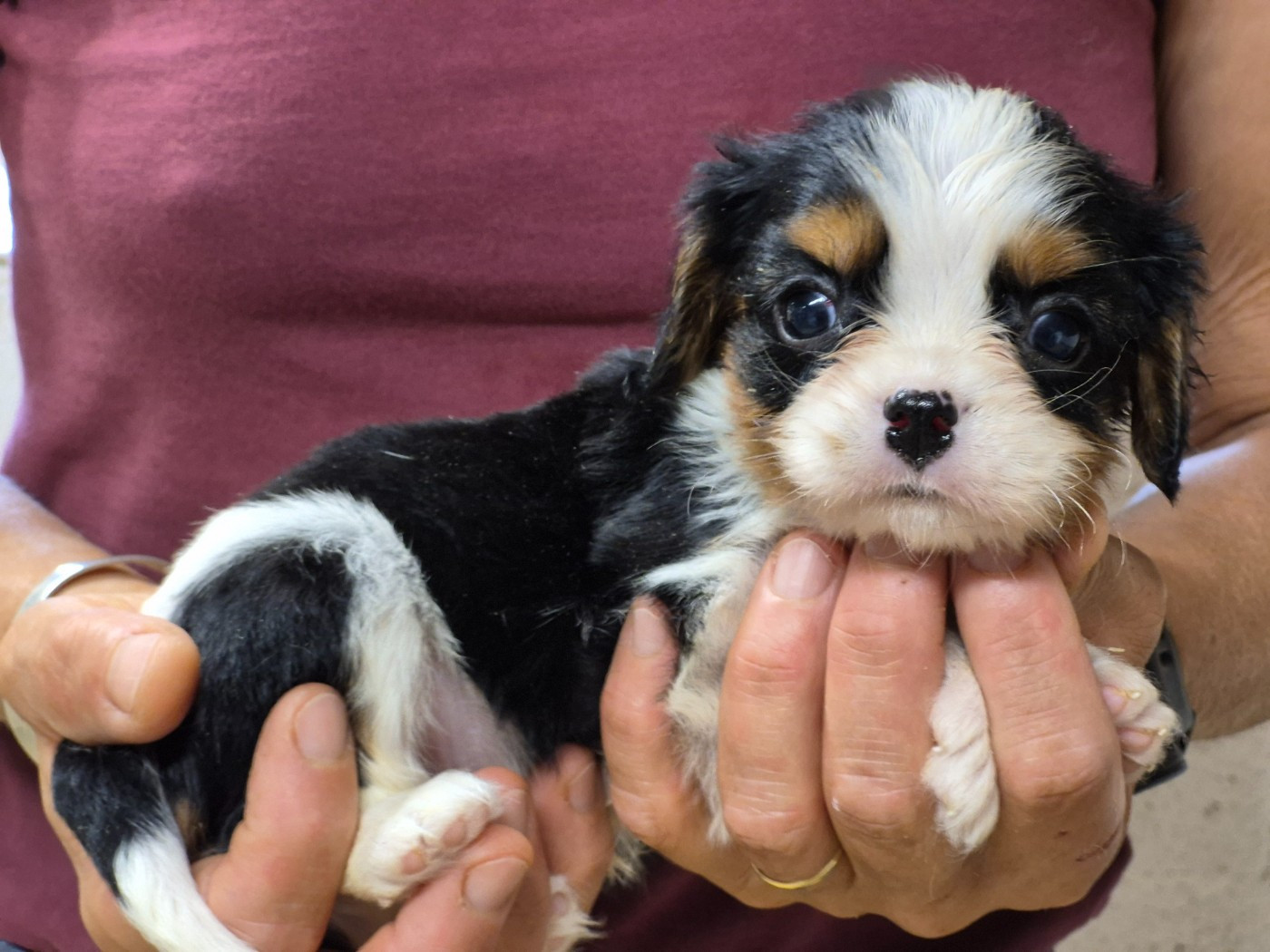 de Paline - Chiots disponibles - Cavalier King Charles Spaniel