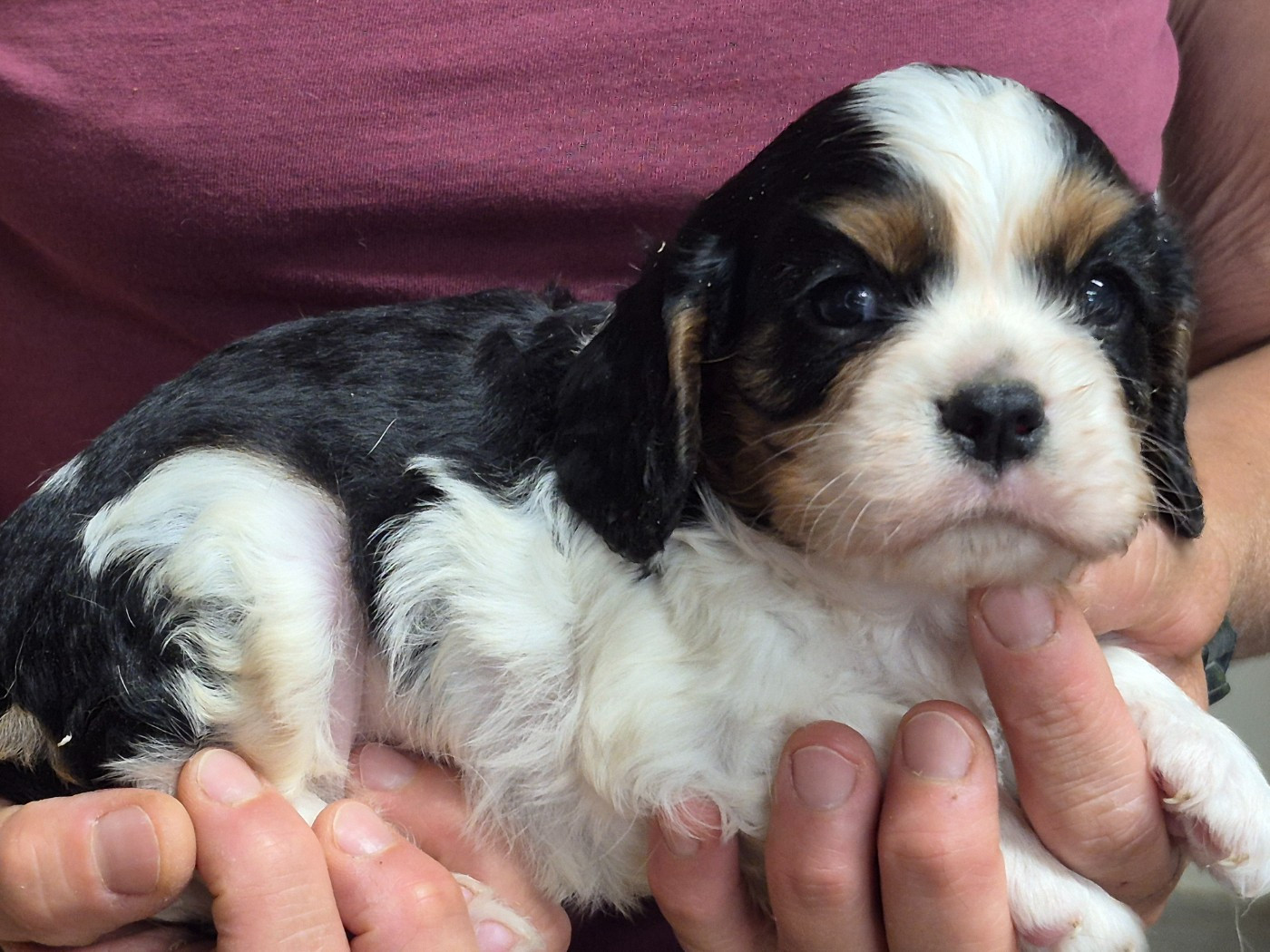 Chiot Cavalier King Charles Spaniel de Paline