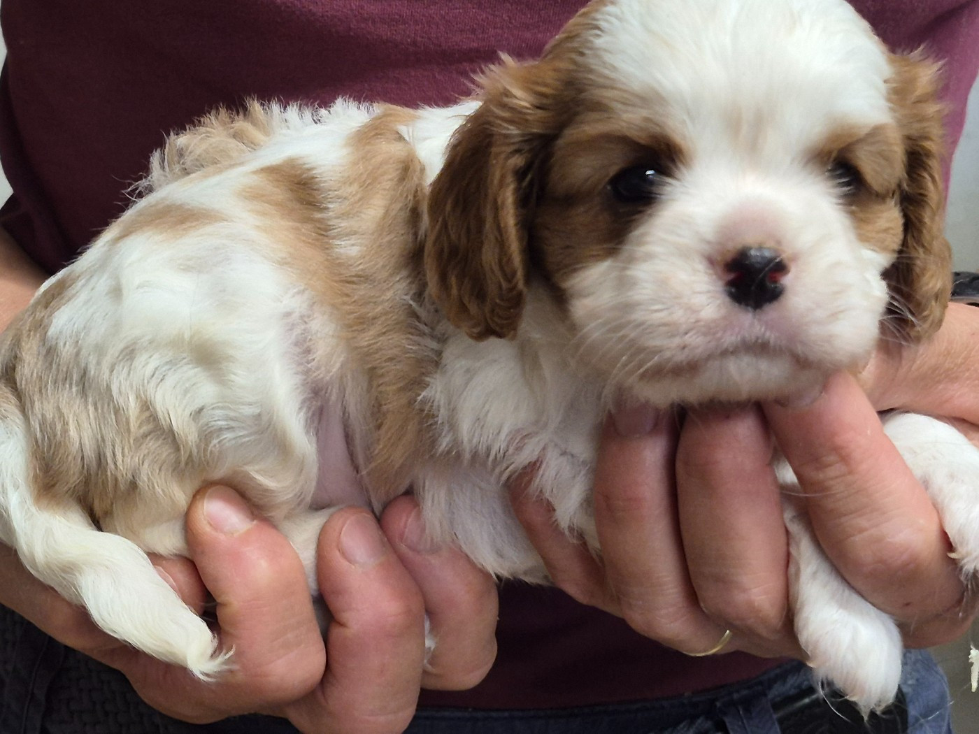 de Paline - Chiots disponibles - Cavalier King Charles Spaniel