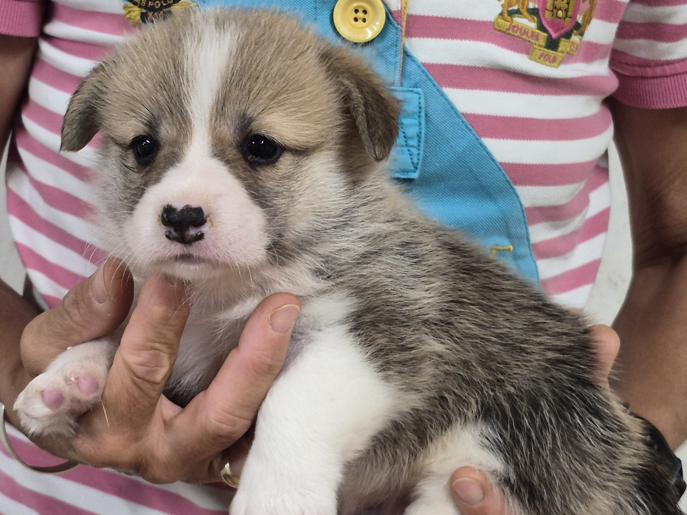 Chiot Welsh Corgi Pembroke de Paline