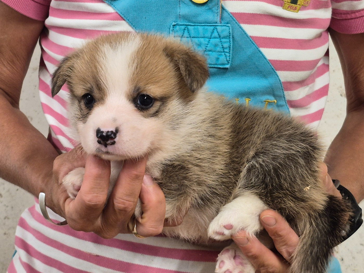 de Paline - Chiots disponibles - Welsh Corgi Pembroke