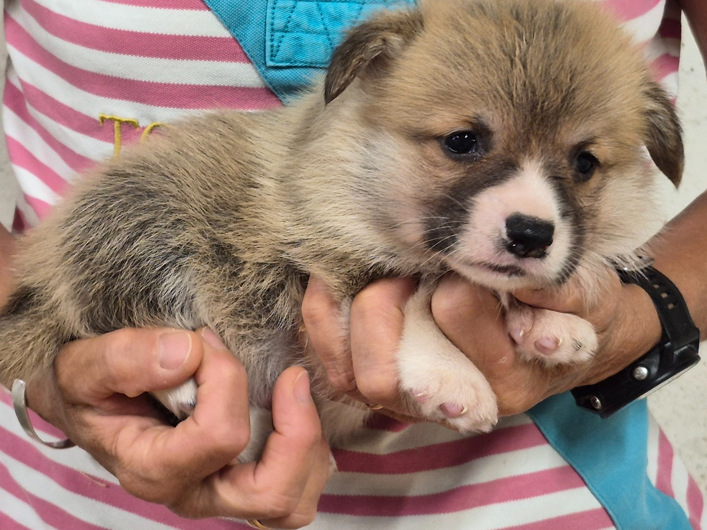 de Paline - Chiots disponibles - Welsh Corgi Pembroke