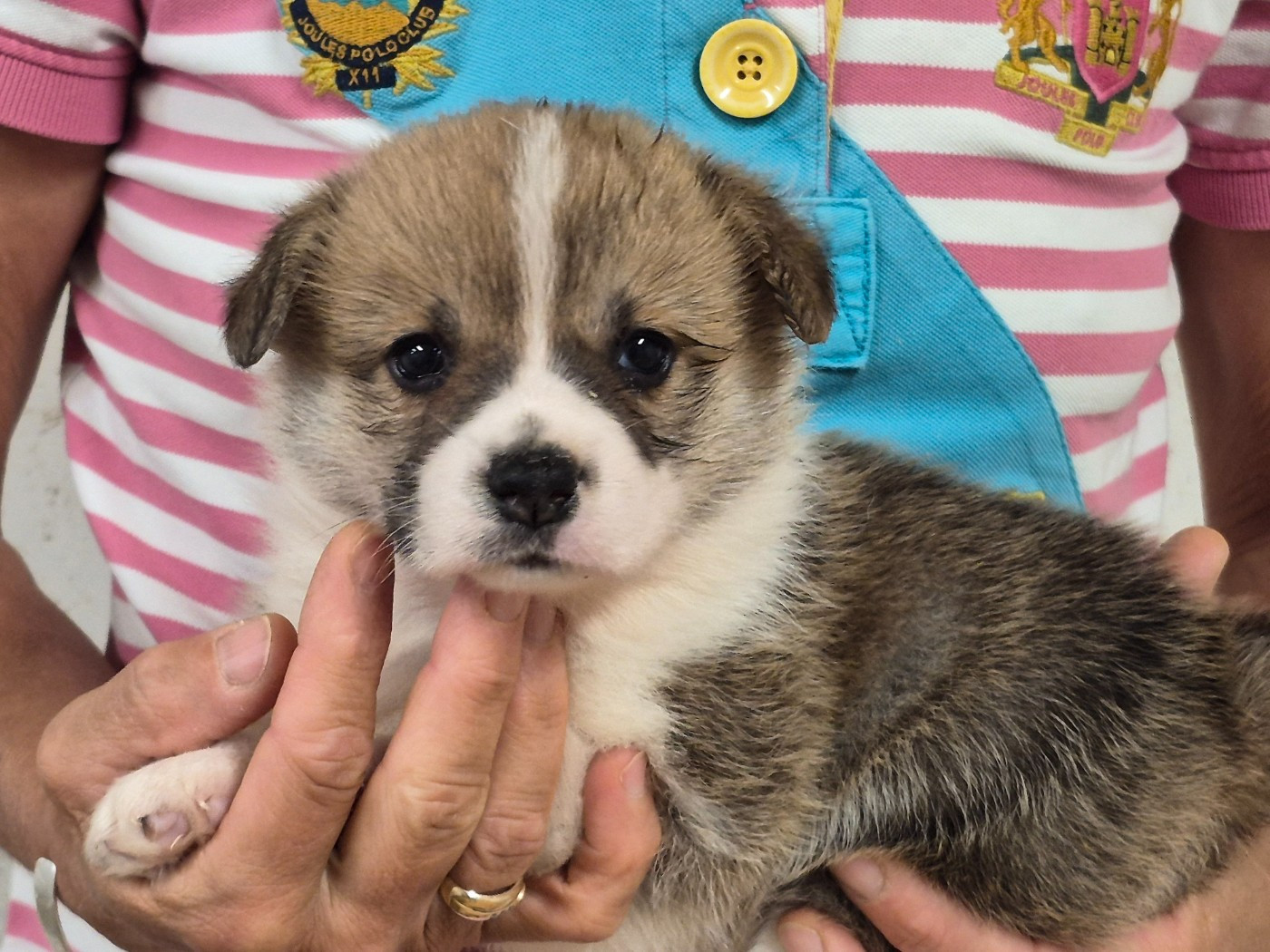 de Paline - Chiots disponibles - Welsh Corgi Pembroke