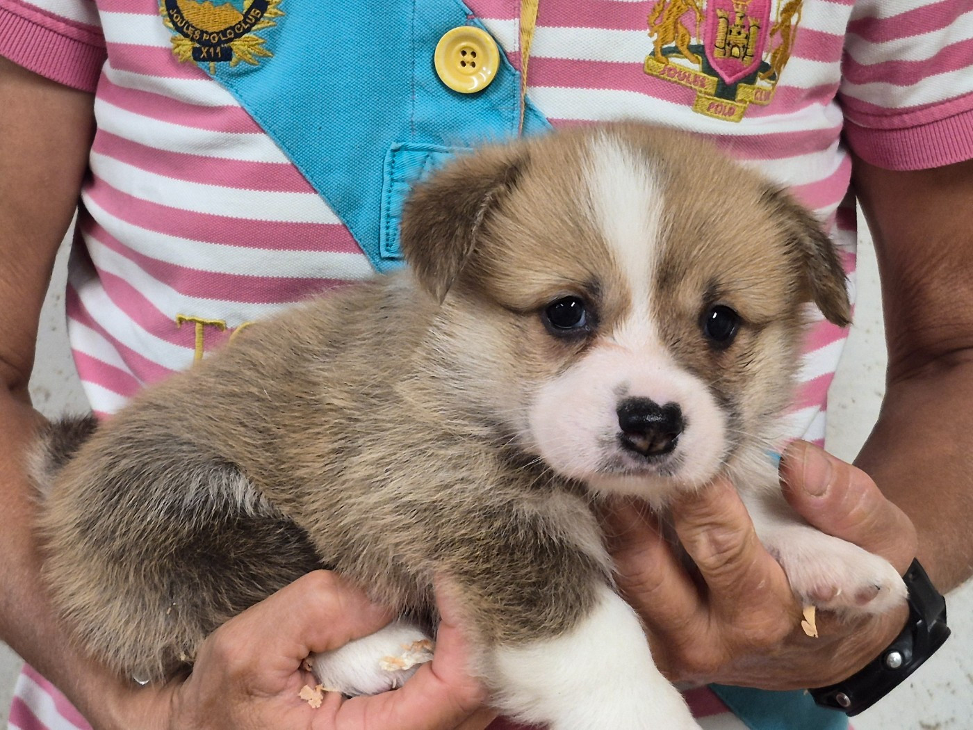 de Paline - Chiots disponibles - Welsh Corgi Pembroke