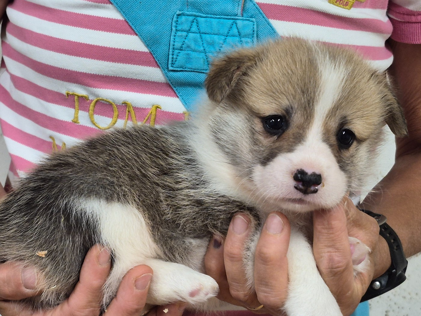 de Paline - Chiots disponibles - Welsh Corgi Pembroke