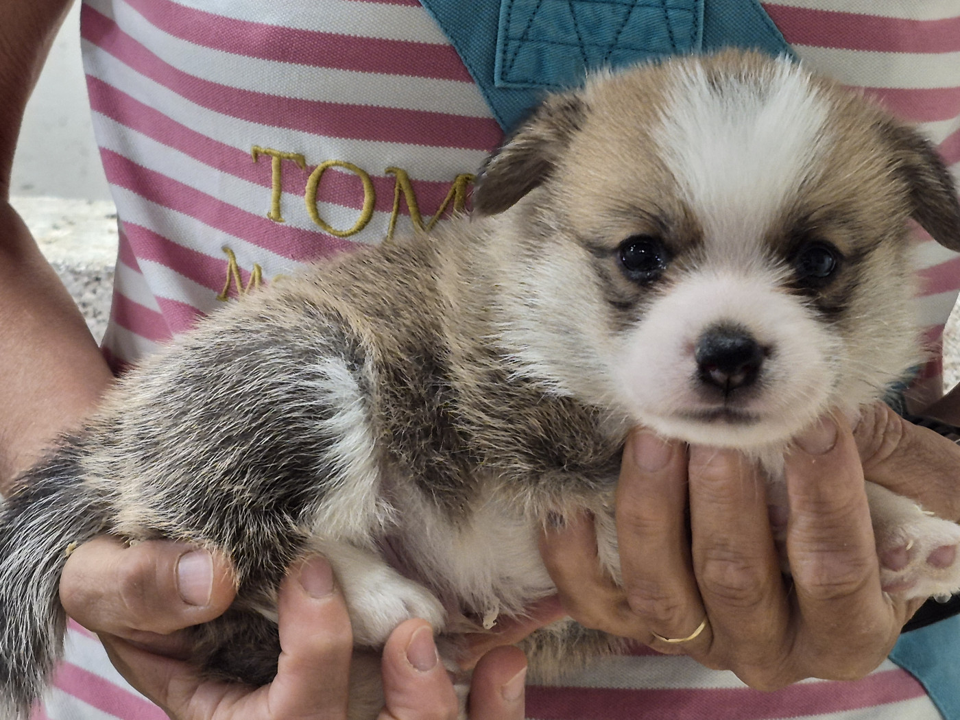 Chiot Welsh Corgi Pembroke de Paline