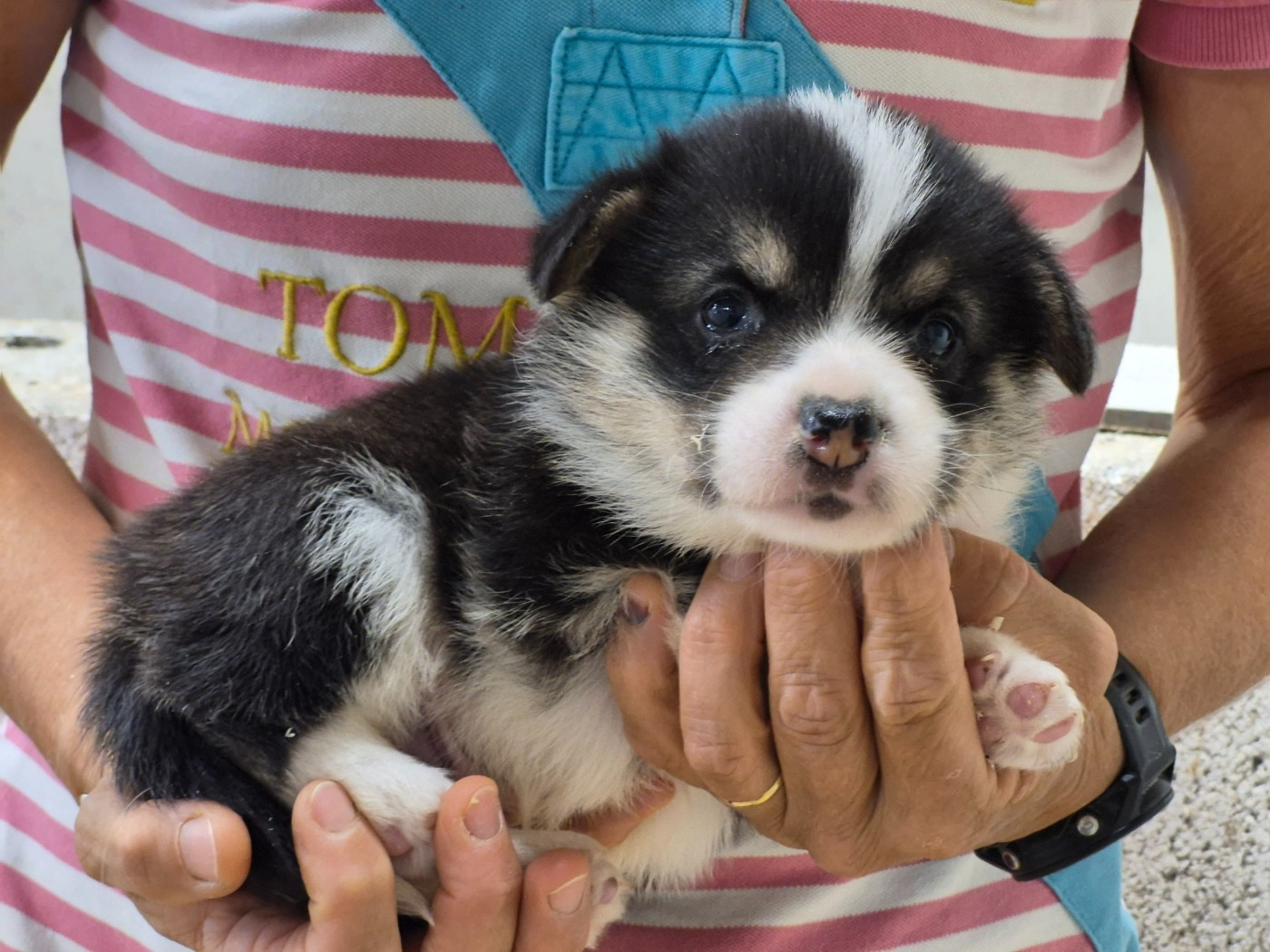 de Paline - Chiots disponibles - Welsh Corgi Pembroke