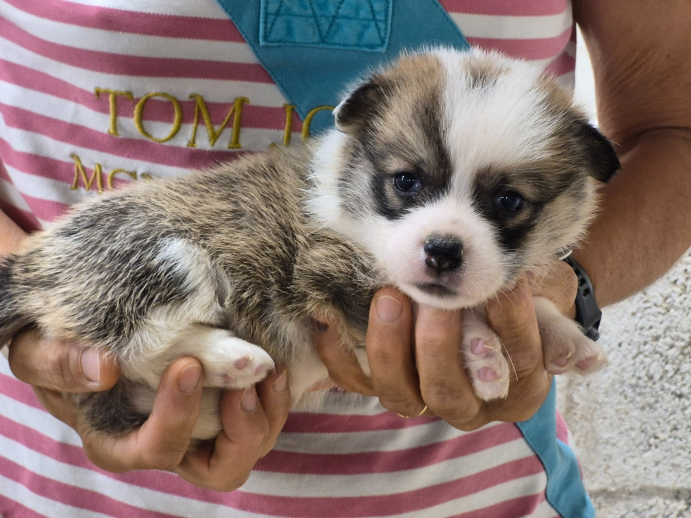 de Paline - Chiots disponibles - Welsh Corgi Pembroke