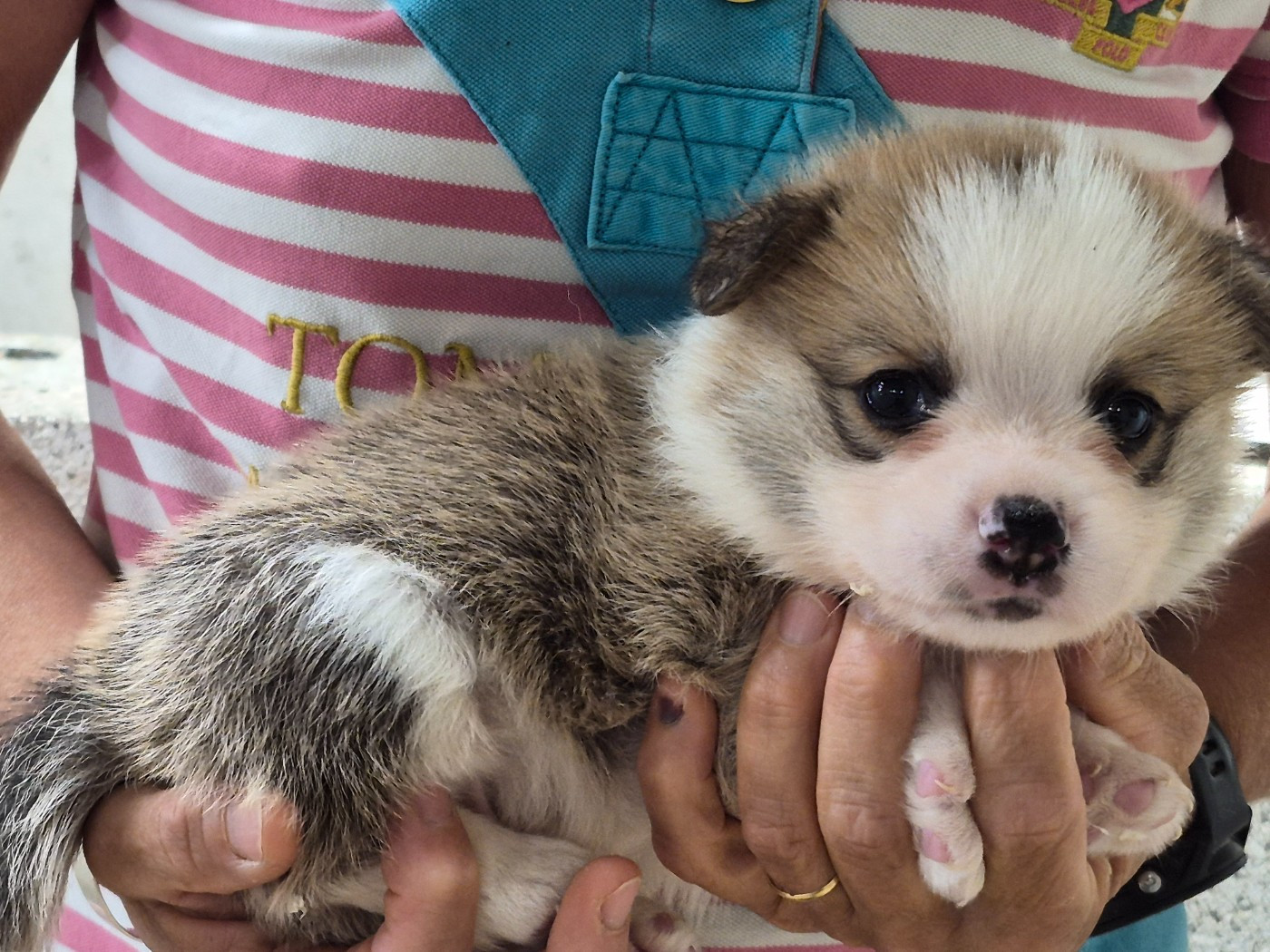 de Paline - Chiots disponibles - Welsh Corgi Pembroke
