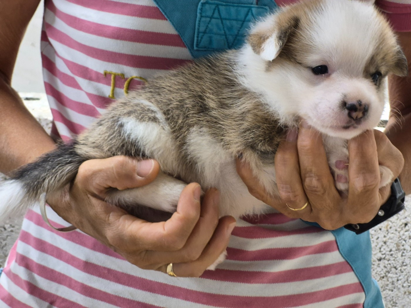 de Paline - Chiots disponibles - Welsh Corgi Pembroke