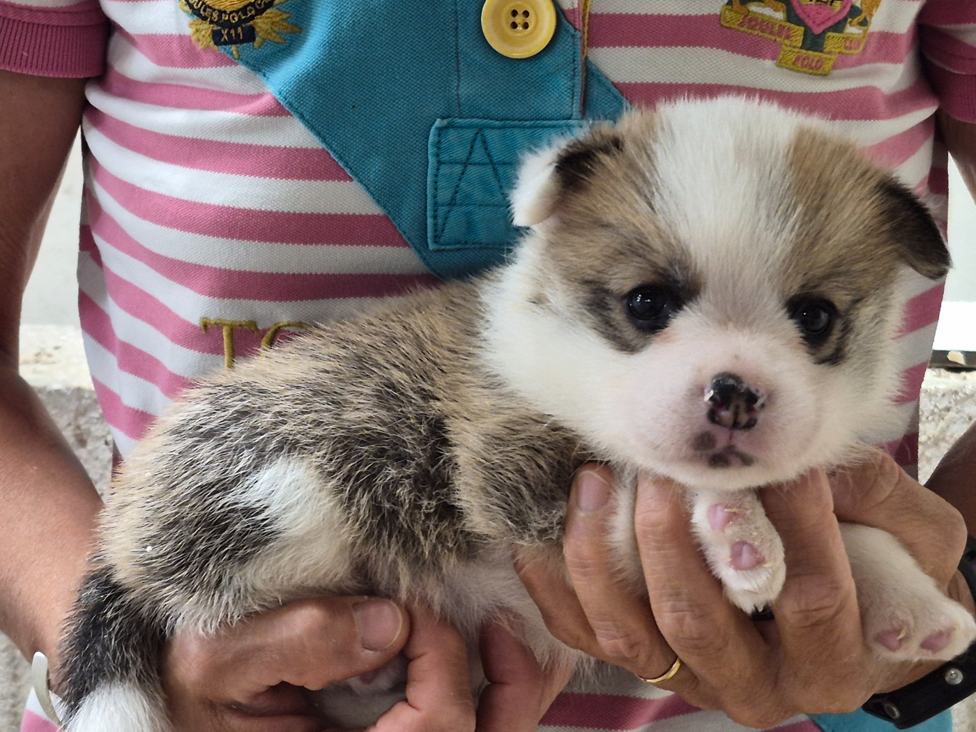de Paline - Chiots disponibles - Welsh Corgi Pembroke