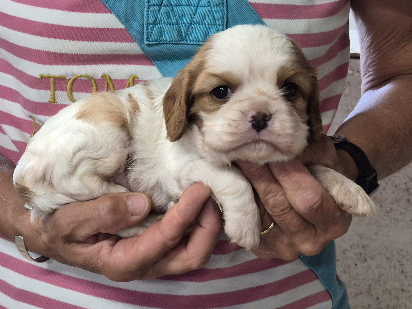 Chiot Cavalier King Charles Spaniel de Paline