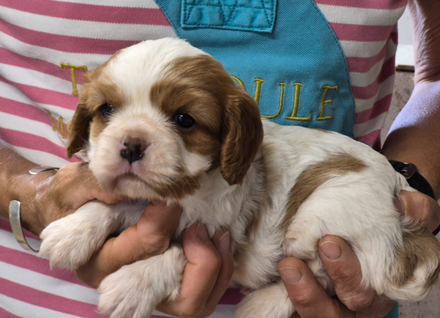 de Paline - Chiots disponibles - Cavalier King Charles Spaniel