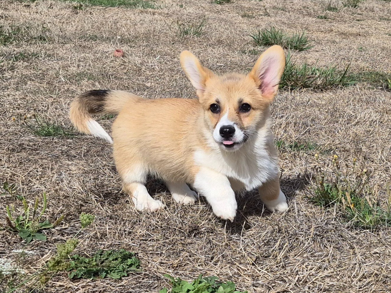 de Paline - Chiots disponibles - Welsh Corgi Pembroke