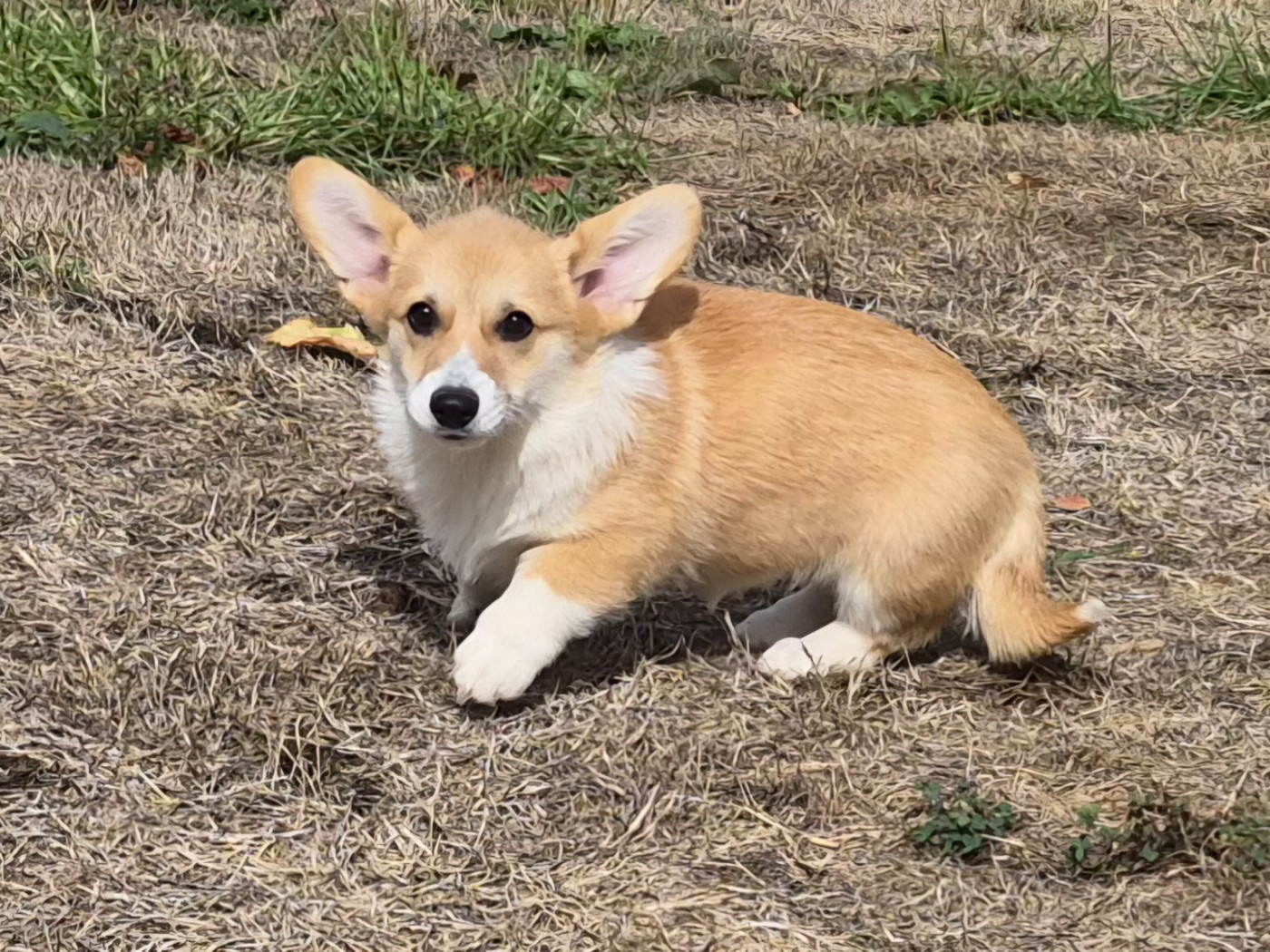 de Paline - Chiots disponibles - Welsh Corgi Pembroke