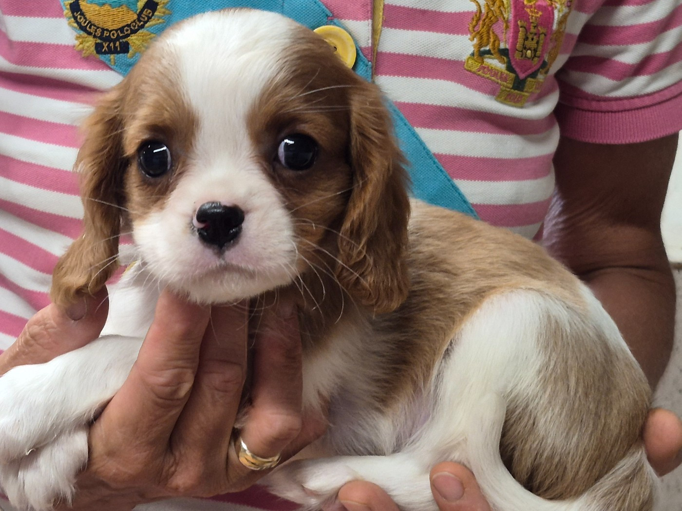 de Paline - Chiots disponibles - Cavalier King Charles Spaniel