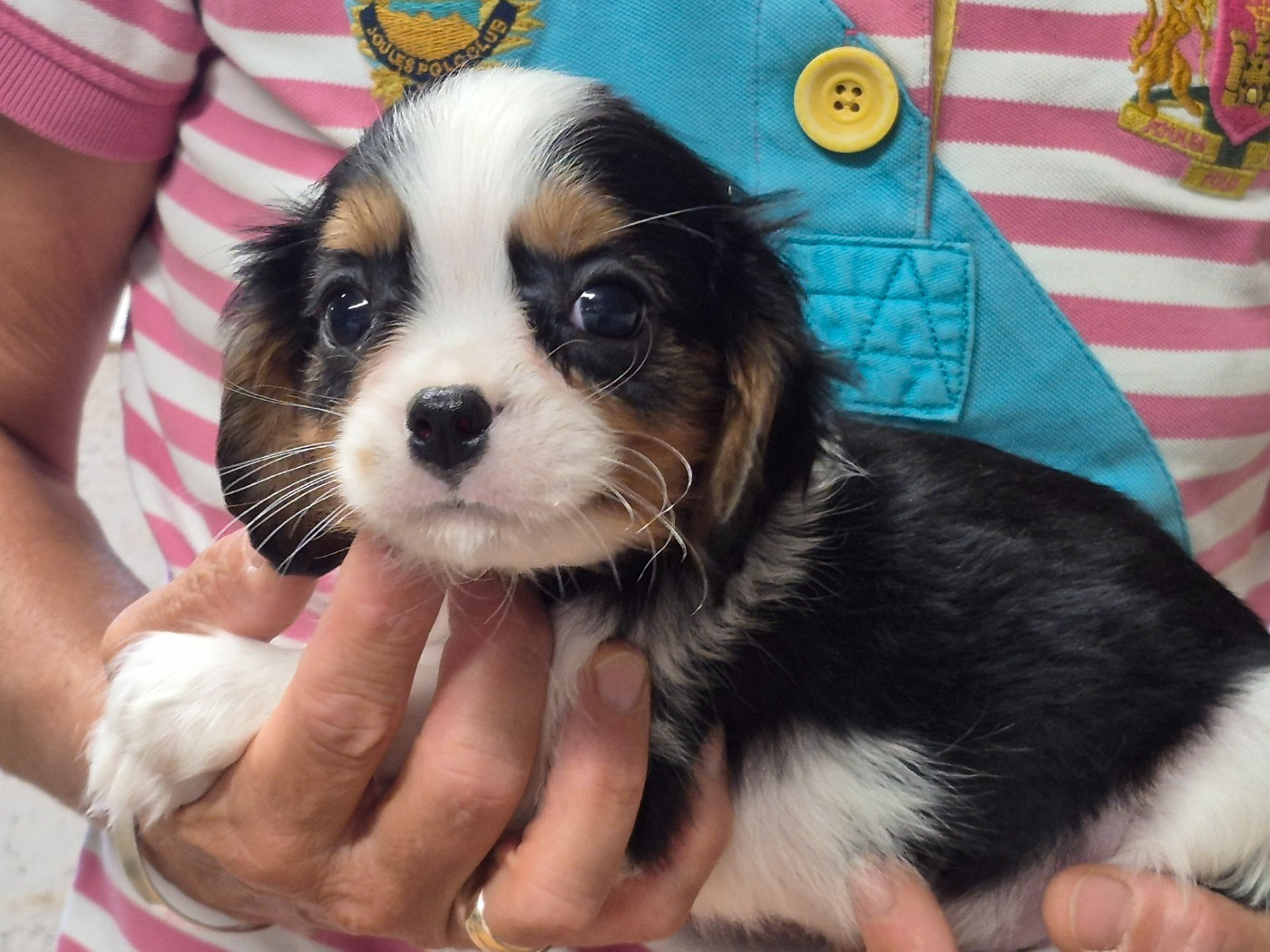 de Paline - Chiots disponibles - Cavalier King Charles Spaniel
