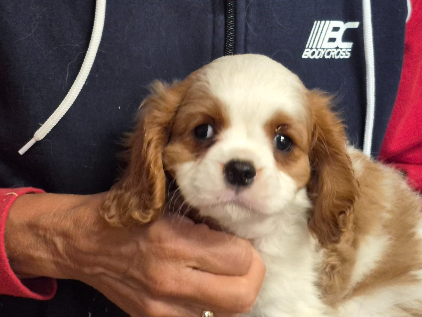 de Paline - Cavalier King Charles Spaniel - Portée née le 16/07/2026