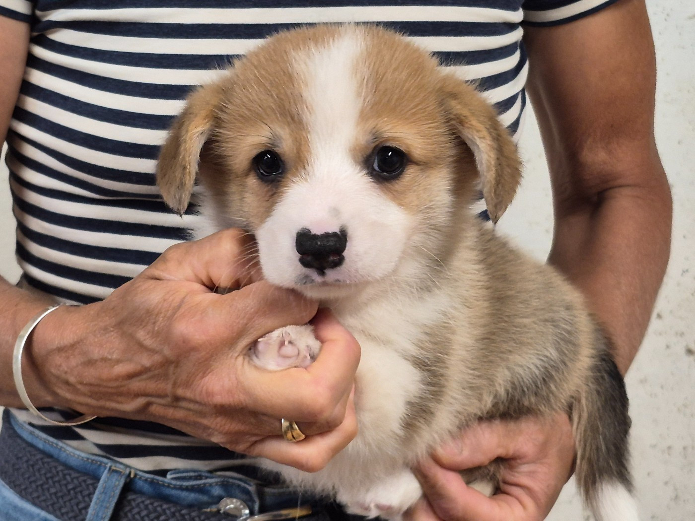 de Paline - Chiots disponibles - Welsh Corgi Pembroke