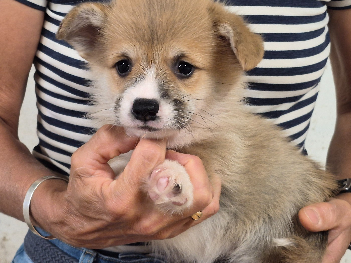 de Paline - Chiots disponibles - Welsh Corgi Pembroke