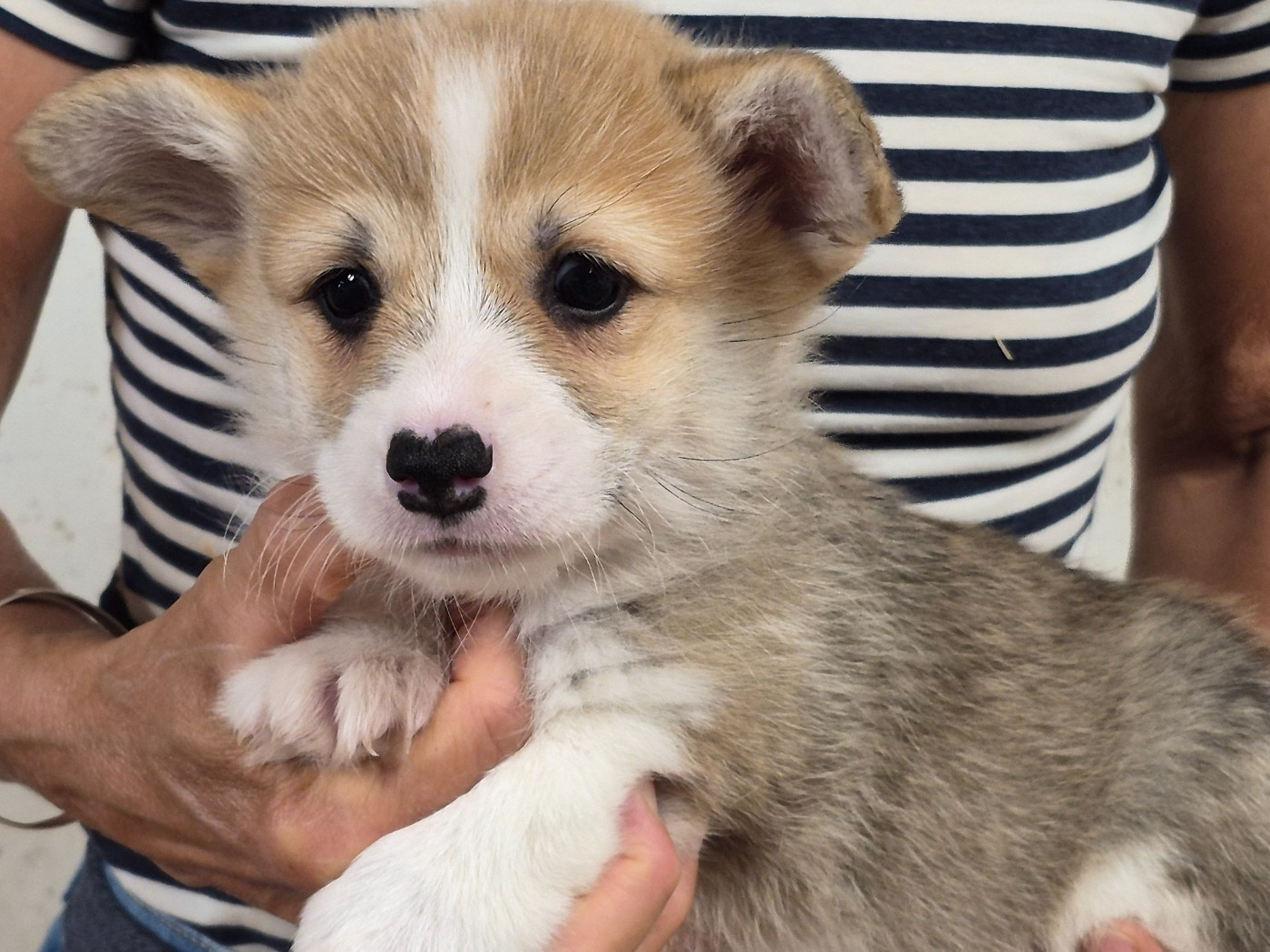 de Paline - Chiots disponibles - Welsh Corgi Pembroke