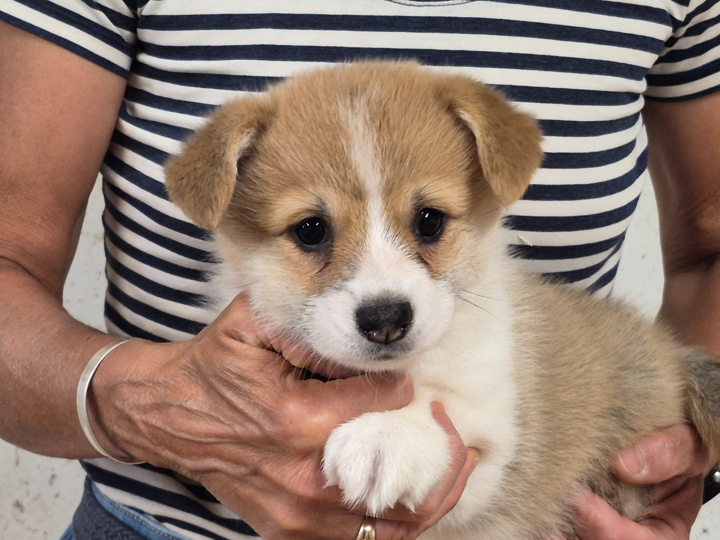 de Paline - Chiots disponibles - Welsh Corgi Pembroke