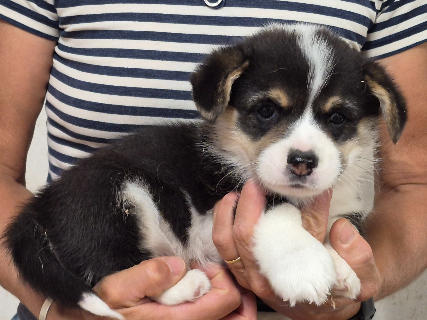 de Paline - Chiots disponibles - Welsh Corgi Pembroke