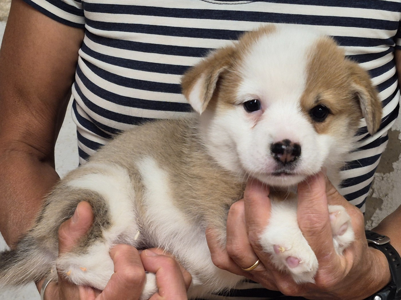 de Paline - Chiots disponibles - Welsh Corgi Pembroke