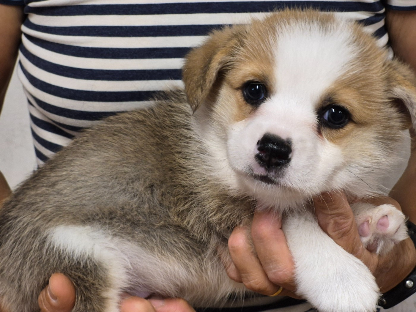 de Paline - Chiots disponibles - Welsh Corgi Pembroke