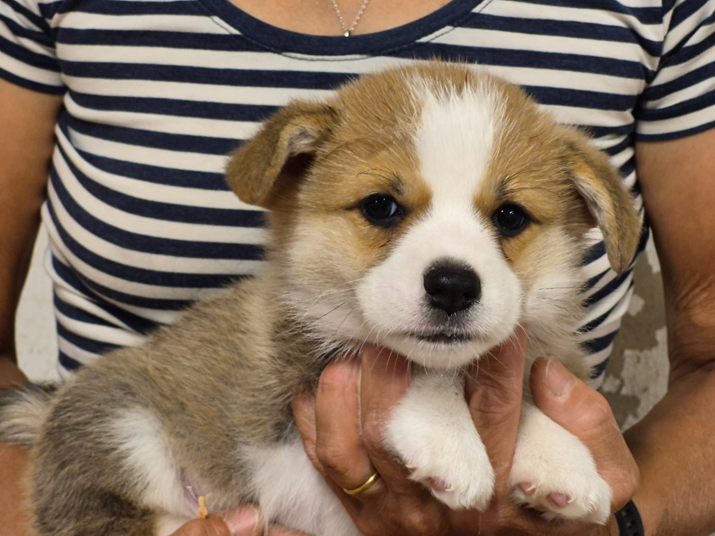 de Paline - Welsh Corgi Pembroke - Portée née le 29/07/2026