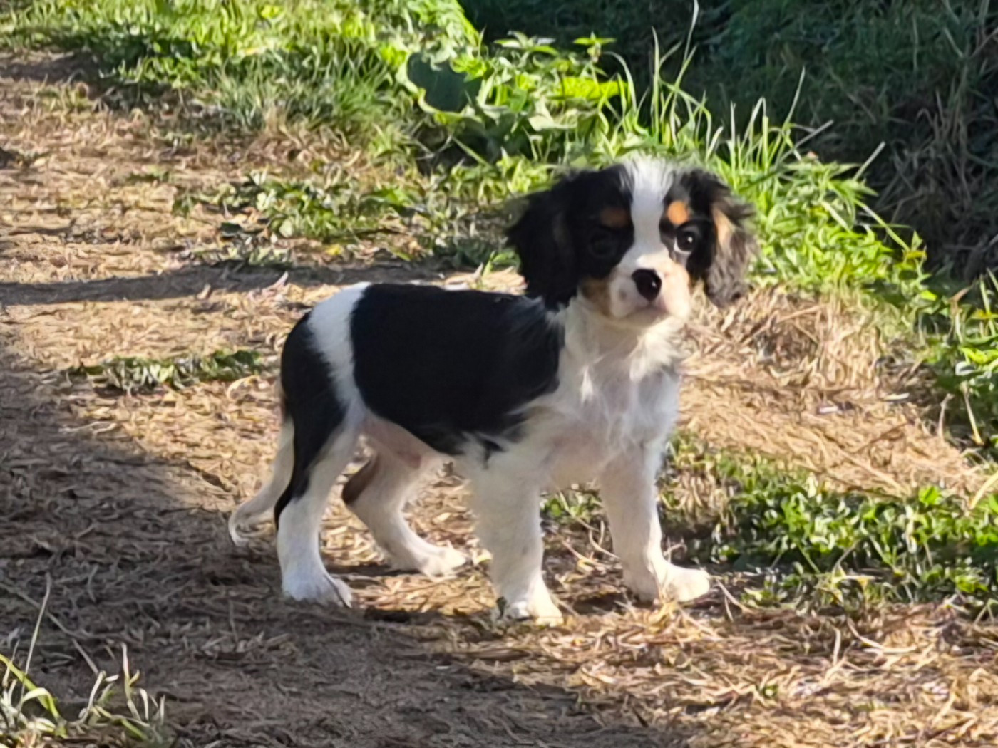 de Paline - Chiots disponibles - Cavalier King Charles Spaniel