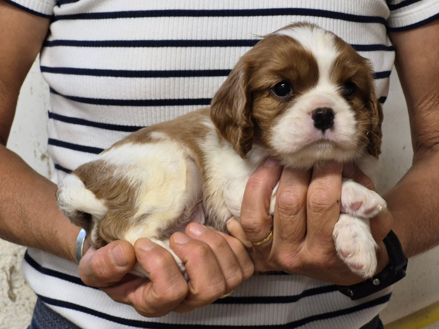 de Paline - Chiots disponibles - Cavalier King Charles Spaniel