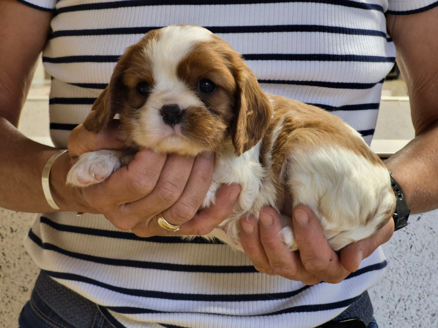 de Paline - Chiots disponibles - Cavalier King Charles Spaniel