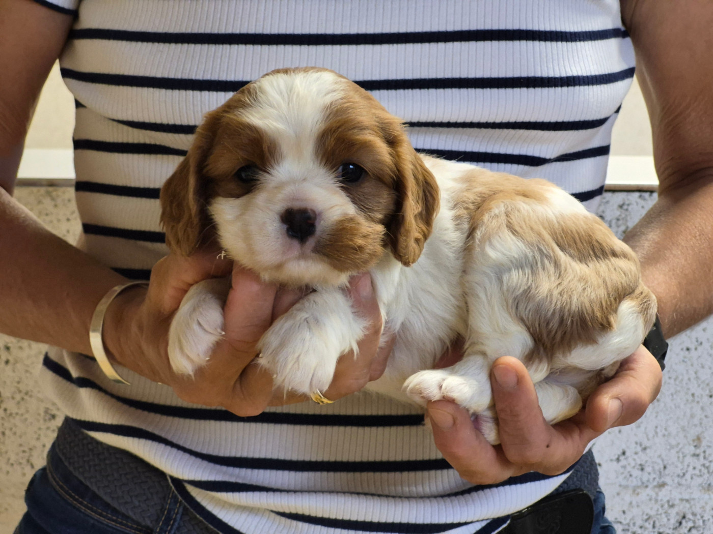 de Paline - Chiots disponibles - Cavalier King Charles Spaniel