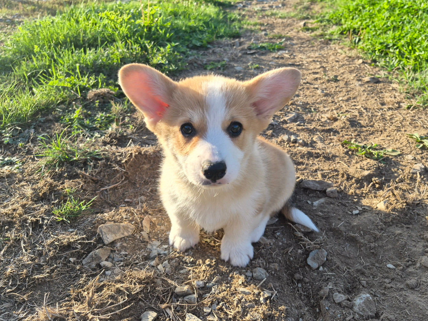 de Paline - Chiots disponibles - Welsh Corgi Pembroke