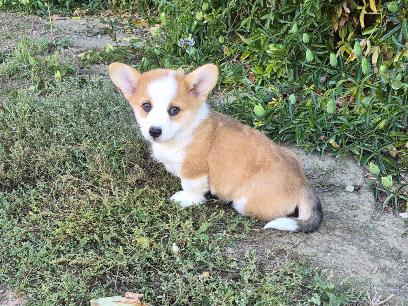de Paline - Chiots disponibles - Welsh Corgi Pembroke
