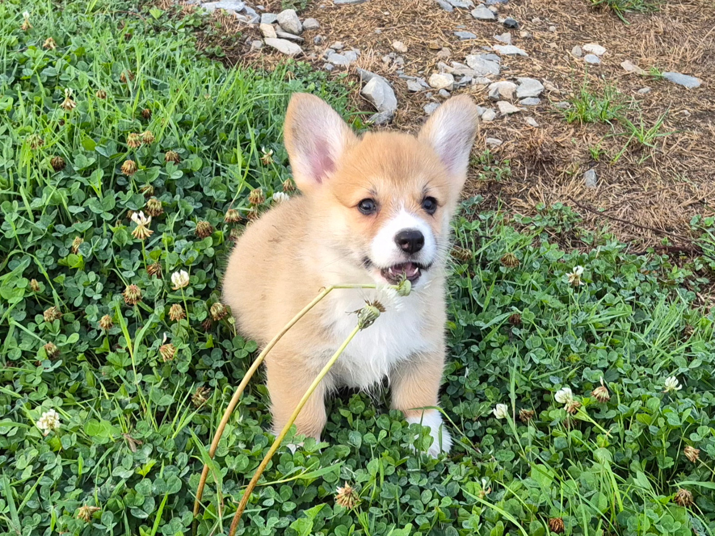de Paline - Chiots disponibles - Welsh Corgi Pembroke