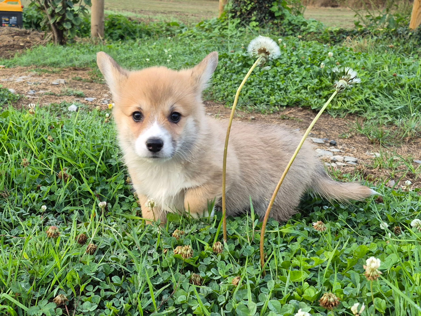 Chiot Welsh Corgi Pembroke de Paline