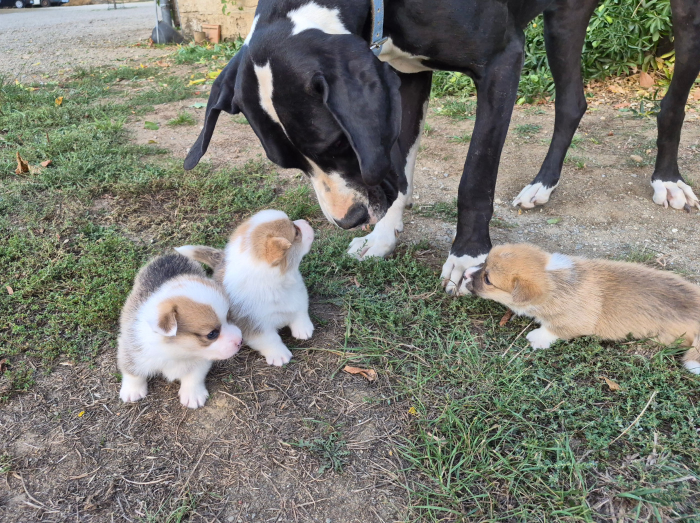 Chiot Welsh Corgi Pembroke de Paline