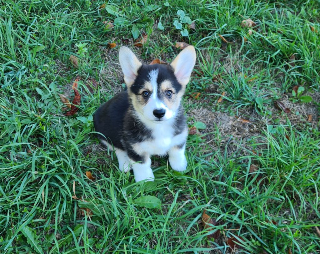 Chiot Welsh Corgi Pembroke de Paline