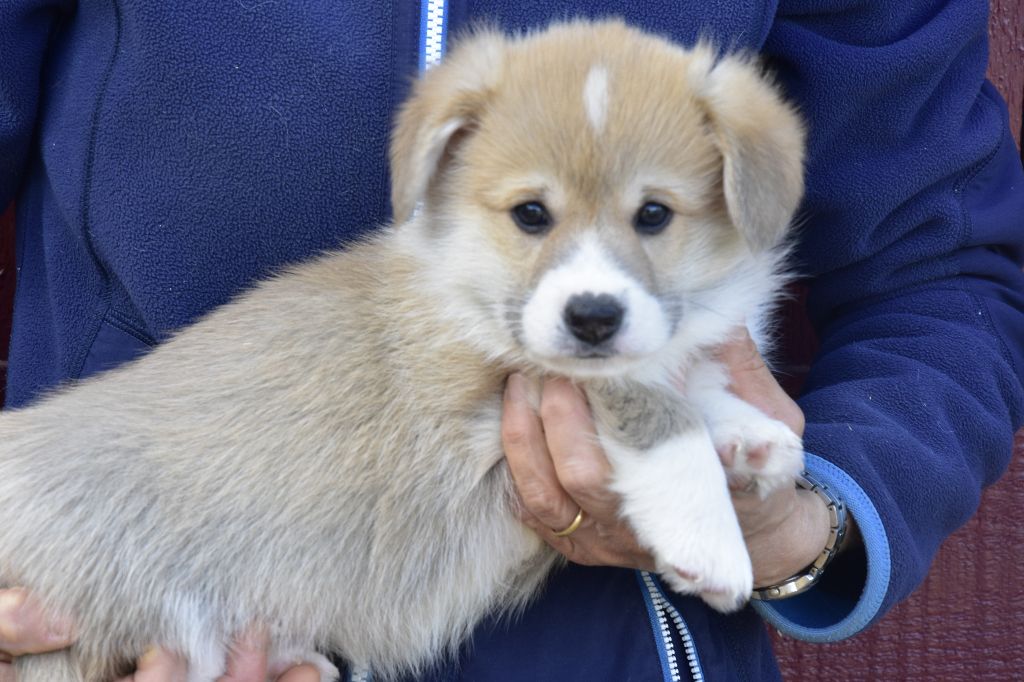 Chiot Welsh Corgi Pembroke de Paline