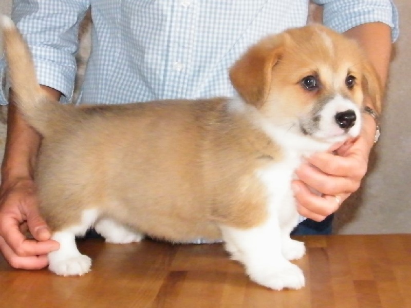 Chiot Welsh Corgi Pembroke de Paline