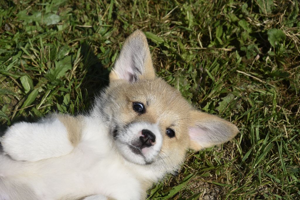 Chiot Welsh Corgi Pembroke de Paline
